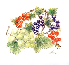 Schwarze und rote Johannisbeeren mit grünen Trauben, 1986